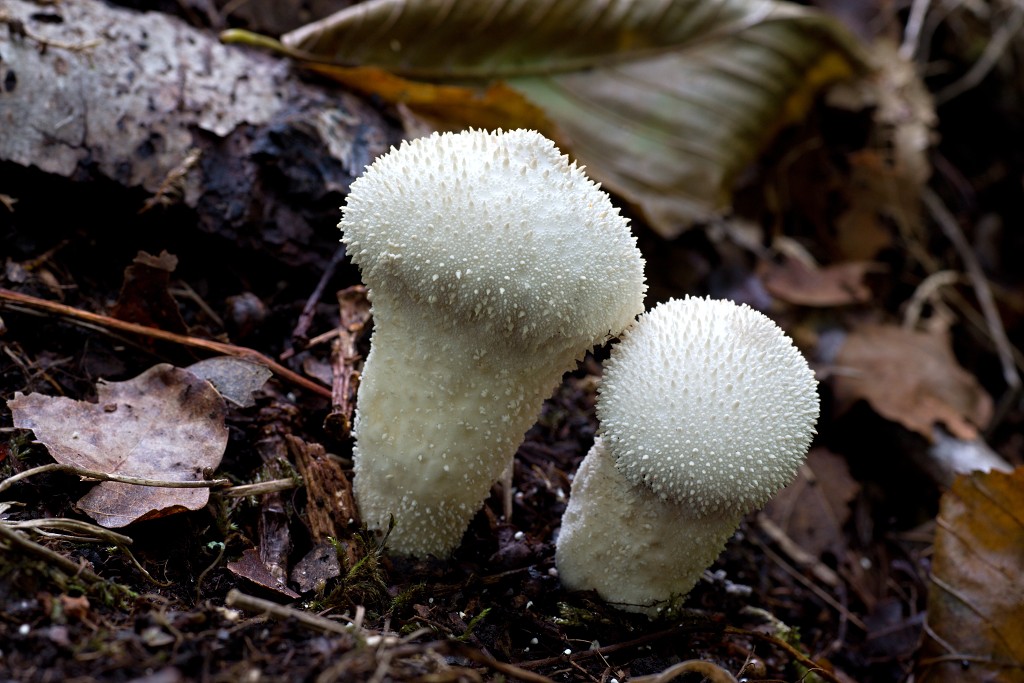 paddenstoel paddenstoelen paddestoel paddestoelen schimmel zwam schimmels zwammen hdr paddo paddos champignon champignons herfst najaar